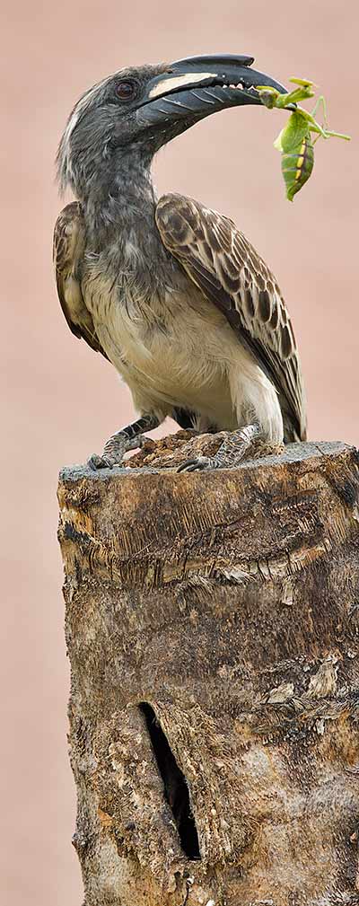 African Grey Hornbill